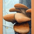Champignons sur un tronc Acrylique Thierry PERRIN